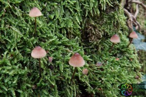 Mycena mirata_LR